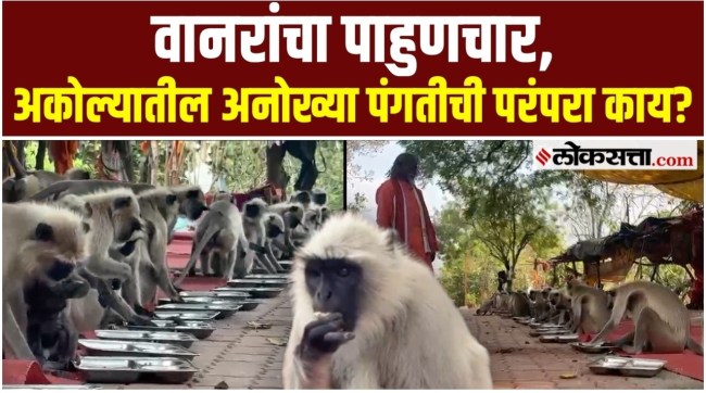 The story of the unique monkeys of Akola