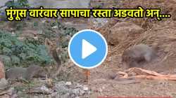 सापाला पाहून चवताळला मुंगूस, फण्यावर वारंवार केला गंभीर हल्ला अन्…; पाहा लढाईचा धडकी भरवणारा VIDEO