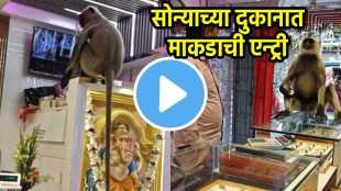 monkey viral video