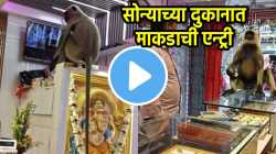 सोन्याच्या दुकानात माकडाची एन्ट्री, फुलं खाल्ली, सीसीटीव्ही समोर बसलं अन् काय केलं, पाहा मजेशीर VIDEO