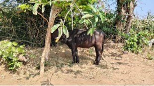 Nagzira tigress search operation Bhandara | Leopard eating bait meant for tiger CCTV | नागझिरा व्याघ्र प्रकल्प वाघीण शोध मोहीम | भंडारा वनविभाग बिबट्या आणि वाघीण संघर्ष
