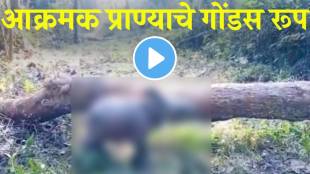 new born rhino viral video