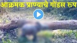 एक दिवसाचं गेंड्याचे पिल्लू कसं दिसतं माहिती आहे का? मग बघा आक्रमक प्राण्याचे हे गोंडस रूप; वनाधिकाऱ्यांनी शेअर केला VIDEO