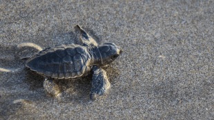 Olive Ridley turtle hatchlings released at Achara beach Malvan | Konkan turtle conservation success | Malvan Forest Department mangrove cell | Olive Ridley sea turtles Maharashtra coast