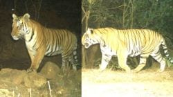 ‘सह्याद्री’त ‘रायबा’, ‘सरदार’च्या अस्तित्वाची अधिकृत नोंद; व्याघ्र प्रकल्पातील वाघांची संख्या नऊवर