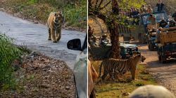 Ranthambore Tiger Viral Video: पैसे मोजले म्हणजे वाघ आपली ‘प्रॉपर्टी’? रणथंबोरमध्ये पर्यटकांच्या बेशिस्तीचा धक्कादायक व्हिडिओ व्हायरल