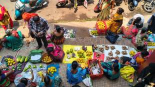 Ratnagiri Hapus Mango Market | Alphonso mango price drop Maharashtra | Unseasonal rain impact on Kokan orchards | Ratnagiri fruit market rates