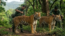 Sahyadri Tiger Reserve Tigress Translocation: विदर्भातील वाघिणींचा सह्याद्रीत जम! दोन वाघिणींची रेडिओ कॉलर काढली; व्याघ्र संवर्धन प्रकल्पाला मोठे यश