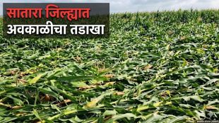 Satara unseasonal rain crop damage 2026 | Maharashtra farmers agriculture loss news | Makrand Patil on crop compensation | Satara hailstorm damage panchnama updates