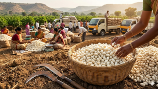 Beed silk farming market success | Sugarcane cutters transition to sericulture Maharashtra | Beed APMC silk cocoon prices | Sericulture subsidies MNREGA Pokhara scheme