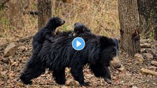 Sloth Bear mother carrying cubs in Tadoba forest | Rare wildlife photography Tadoba-Andhari Tiger Reserve | ताडोबा जंगलातील मादी अस्वल आणि पिल्लं | आपल्या पिल्लांना पाठीवर वाहून नेणारी अस्वलीचा दुर्मिळ फोटो