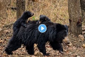 Sloth Bear mother carrying cubs in Tadoba forest | Rare wildlife photography Tadoba-Andhari Tiger Reserve | ताडोबा जंगलातील मादी अस्वल आणि पिल्लं | आपल्या पिल्लांना पाठीवर वाहून नेणारी अस्वलीचा दुर्मिळ फोटो