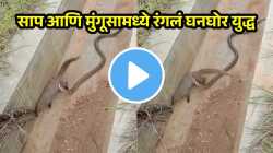 “म्हणून कुणाला कमी समजू नका” मुंगूसाने हल्ला करताच सापाने टाकला डाव, शेवटी कोण पडलं कुणावर भारी? पाहा थरारक VIDEO