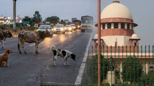 Stray animals on Indian national highways | Road safety hazards stray cattle | Supreme Court notice central government animals | National Highway Authority of India safety norms