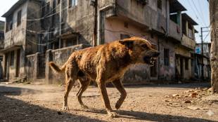 Pune DP road stray dog attack | Rabid dog bite prevention Pune | Dinanath Mangeshkar Hospital emergency case | PMC dog catching squad action