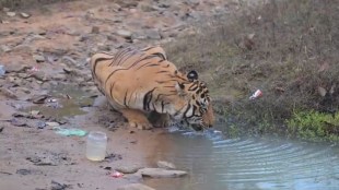 Tadoba tiger standing near plastic waste viral video | PM Modi took note of Tadoba plastic pollution incident | ताडोबा व्याघ्रप्रकल्पात वाघाच्या जवळ प्लास्टिक कचरा | पंतप्रधान मोदींनी दखल घेतलेली ताडोबाची ती घटना