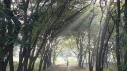 तपोवनातील वृक्षतोडीचे प्रकरण :एनजीटीच्या स्थगितीच्या निर्णयाला आव्हान का दिले नाही ?