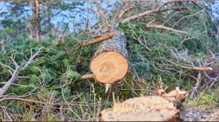 maharashtra-tree-cutting-rules-simplified-ease-of-doing-business-environmental-impact-news mumbai print news