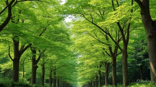 Pune Ganeshkhind road tree transplantation success report | PMC tree plantation drive geo tagging | Pune Municipal Corporation road widening project | High Court nodal officer tree survival data