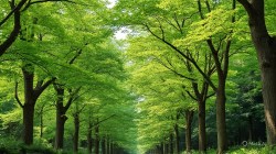 काय सांगता..! गणेशखिंड रस्त्यासाठी हलविलेली ९६ टक्के झाडे जगली..! कोणी दिला अहवाल?