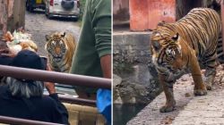 Ranthambore Tiger Video Viral: जंगलातच वाघ अडकला ‘ट्रॅफिक जाम’मध्ये! रणथंबोरमधील त्या व्हिडिओमुळे संताप