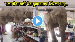 भलामोठा हत्ती थेट दुकानातच शिरला! पुढच्या क्षणी असं काही घडलं की कोणी विचारच केला नसेल; VIDEO होतोय व्हायरल