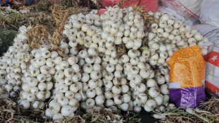 alibaug-white-onion-production-rise-gi-tag-impact-farmers-profit-maharashtra-agriculture