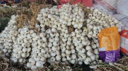 अलिबागच्‍या पांढऱ्या कांद्याच्‍या उत्‍पादनात मोठी वाढ; यंदा तब्बल 3 हजार १६०  टन कांद्याचे उत्पादन झाले आहे