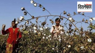htbt-cotton-seeds-controversy-maharashtra-farmers-illegal-cultivation-glyphosate-safety-concerns