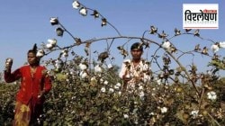 विश्लेषण: ‘एचटीबीटी’ कापूस बियाण्यांचा तिढा केव्हा सुटणार?