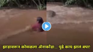 Giant green anaconda falling from tree into river causing panic