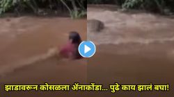 VIDEO: बापरे! नदीत लोक मस्ती करत असताना झाडावरून पाण्यात कोसळला विशालकाय ॲनाकोंडा; पुढे जे थरारक घडलं ते व्हिडीओत झाले व्हायरल