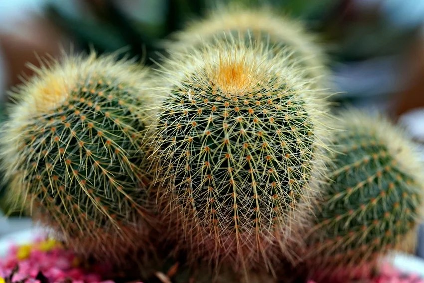How to keep snakes away from home naturally, 10 plants that repel snakes