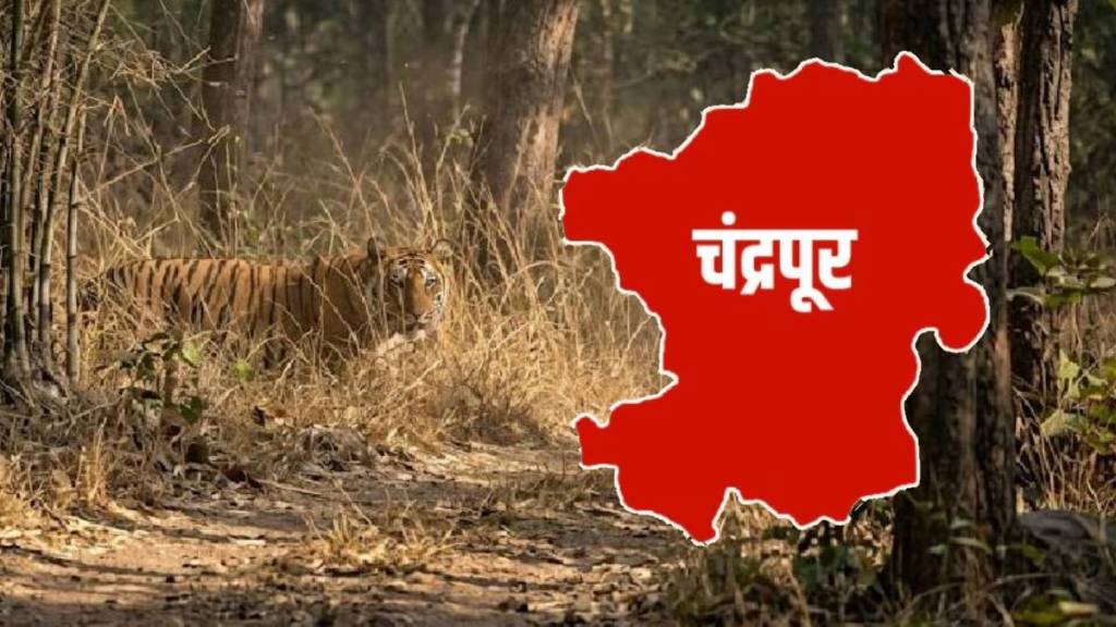 Chandrapur tiger attack news | Man animal conflict in Vidarbha Maharashtra | Tadoba tiger reserve buffer zone deaths | Maharashtra forest department wildlife management Chandrapur tiger attack news | Man animal conflict in Vidarbha Maharashtra | Tadoba tiger reserve buffer zone deaths | Maharashtra forest department wildlife management
