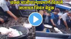 “बेडूक घ्या, बेडूक…” चक्क भाजीपाल्याप्रमाणे विकले जातायत जिवंत बेडूक; Video पाहून व्हाल चकित!