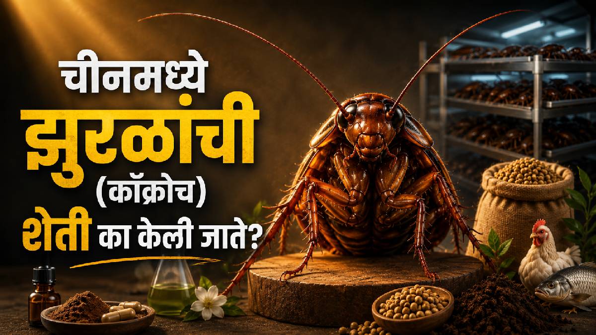 Why is Cockroach Farming in China trending alongside the satirical ...