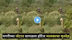 १५ फूट मगरीच्या पोटात सापडला बेपत्ता हॉटेल मालकाचा मृतदेह! हेलिकॉप्टर ऑपरेशननंतर उघड झाला धक्कादायक प्रकार; VIDEO पाहून थरकाप उडेल