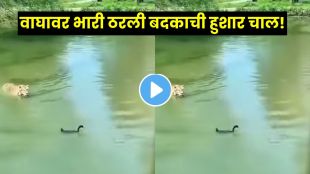 Viral jungle scene showing a duck escaping from a tiger using quick underwater movements