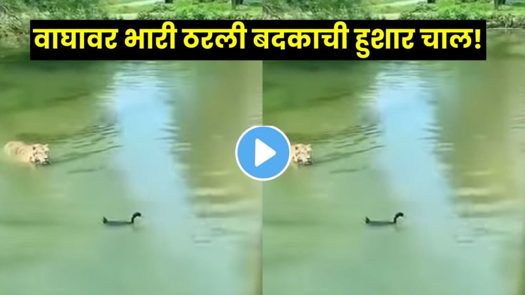 Viral jungle scene showing a duck escaping from a tiger using quick underwater movements Viral jungle scene showing a duck escaping from a tiger using quick underwater movements