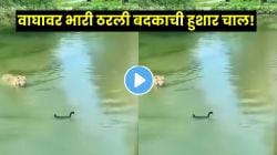 इवल्याशा बदकाने केला वाघाचा मोठा गेम! वाघाच्या हल्ल्यावर बदकाची भन्नाट चाल; असा डाव लढवला की Video पाहून तुम्हीही शाबासकी द्याल!