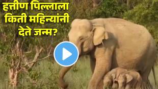 Elephant gives birth to twin