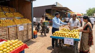 FSSAI license for mango sellers in Wardha | Ban on calcium carbide for ripening mangoes | Safe mango ripening process Ethylene gas | Food and Drug Administration Maharashtra action on fruit vendors