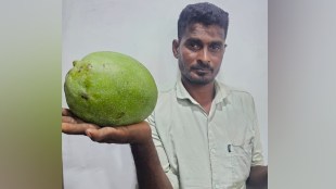 Gadchiroli Collector Mango