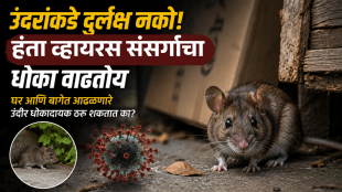 Household and Garden Mice an Spread Hantavirus Facts You Should Know
