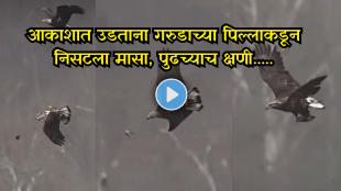 Fish Slips Mid-Air What Happens Next Stuns Everyone Eagle Hunting Video Goes Viral