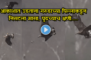 Fish Slips Mid-Air What Happens Next Stuns Everyone Eagle Hunting Video Goes Viral