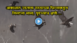 आकाशात उडताना गरुडाच्या पिल्लाकडून निसटला मासा, पुढच्याच क्षणी जे घडलं ते विलक्षण; शिकारीचा Viral Video बघाच