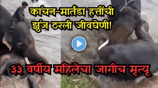 33-year-old woman crushed to death in elephant fight Video of thrilling accident goes viral snk 94