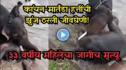 दोन हत्तींच्या युद्धात ३३ वर्षीय पर्यटक महिलेचा जागीच मृत्यू; दुबारे कॅम्पमधील थरारक VIDEO Viral