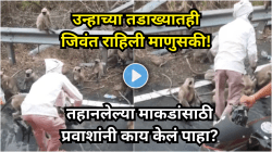 उन्हाच्या तडाख्यातही जिवंत राहिली माणुसकी: तहानलेल्या माकडांसाठी प्रवाशांनी केलेलं कृत्य हृदयस्पर्शी, खंडाळा घाट Video Viral